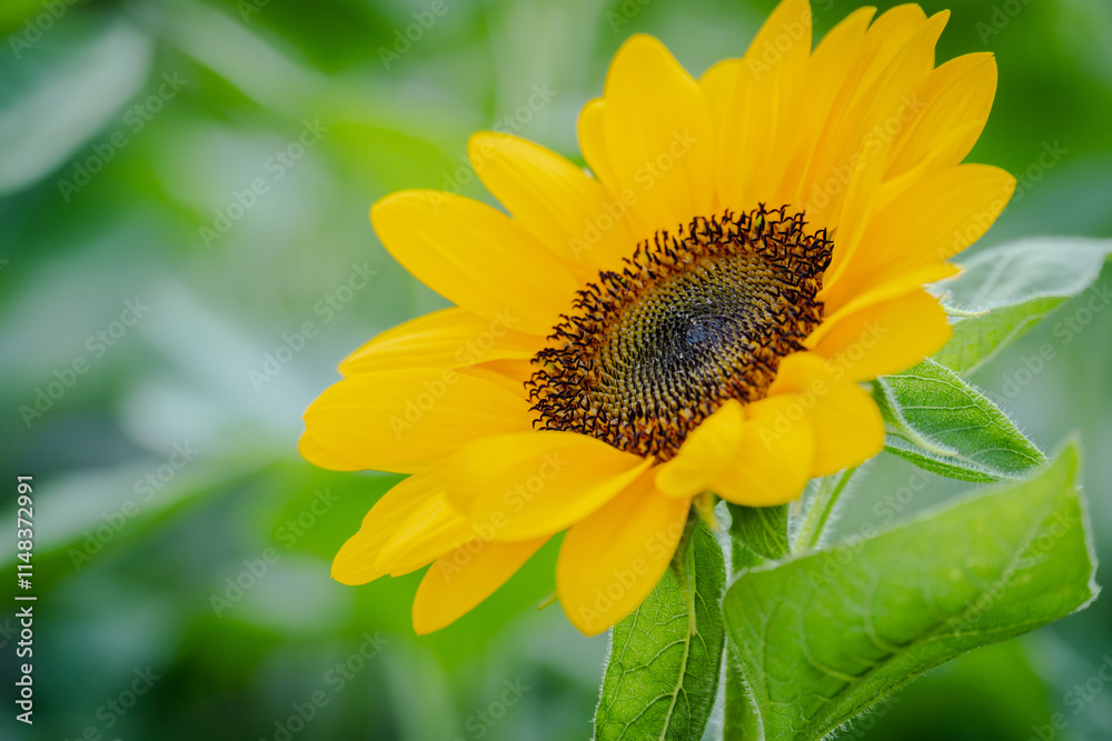 Fototapeta premium beauty yellow sunflower blossom in garden