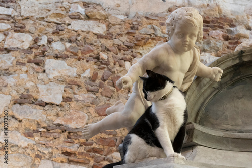 Black and white tuxedo cat posing for photos in front of an angel marble statue. photo