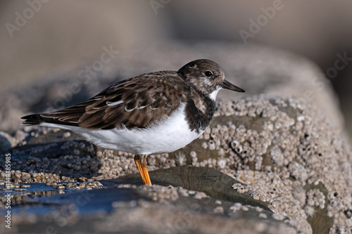 Ruddy Turnstone (Arenaria interpres)  on barnacle covered boulders