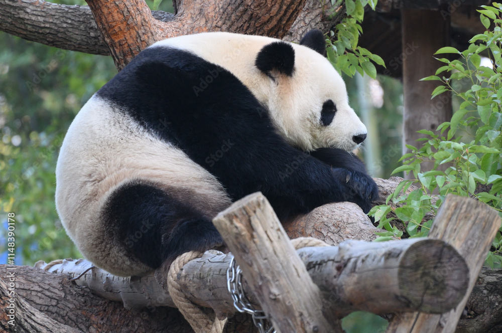 Obraz premium Panda close up face sitting in tree