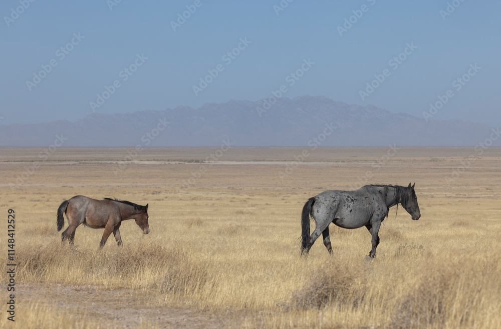 Wild Horse Mare and Foal in the Utah Desert in Autumn
Wild Horse Mare and Foal in the Utah Desert in Autumn