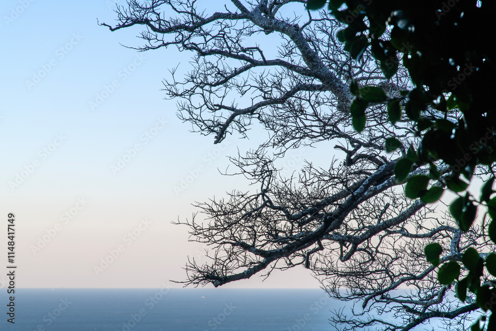 bare tree on the seaside cliff bare tree on the seaside cliff