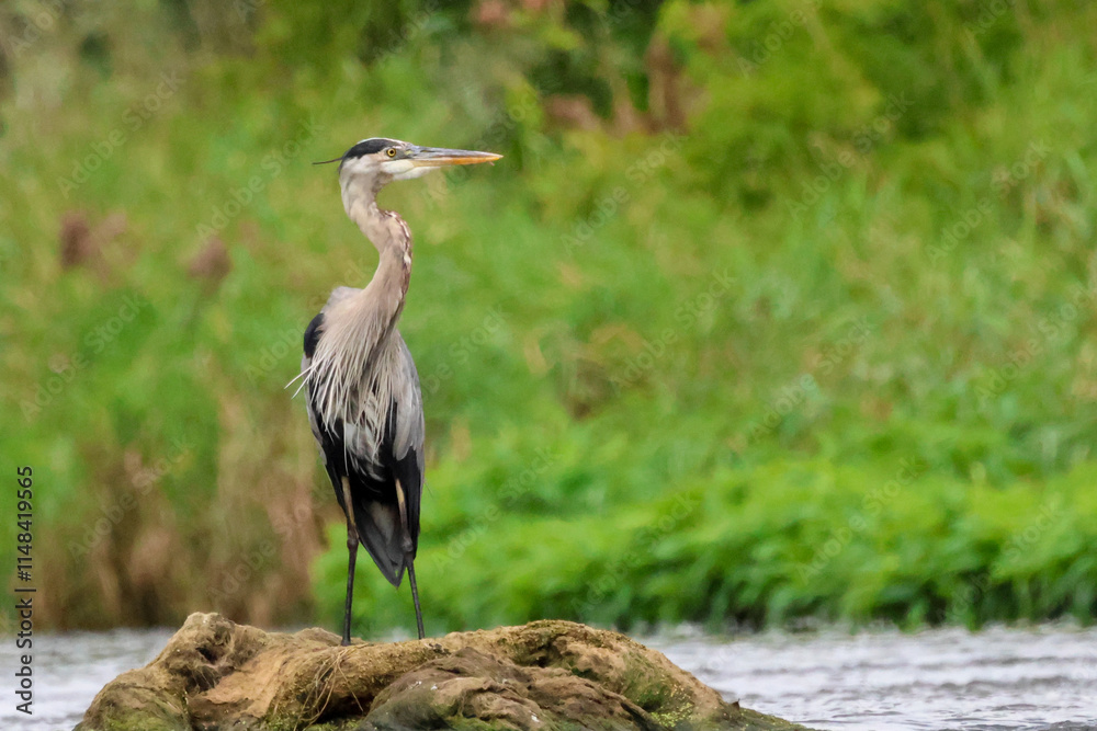 Fototapeta premium A great blue heron on a rock.
