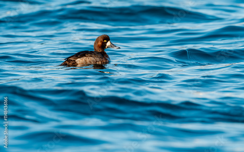 Obraz na płótnie Pasbaş patka (Aythya nyroca), ördekgiller (Anatidae) familyasından orta büyüklükte bir dalıcı ördek türü. w salonie