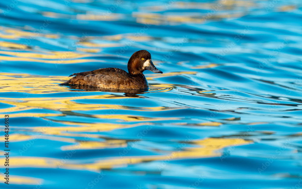 Pasbaş patka (Aythya nyroca), ördekgiller (Anatidae) familyasından orta büyüklükte bir dalıcı ördek türü.