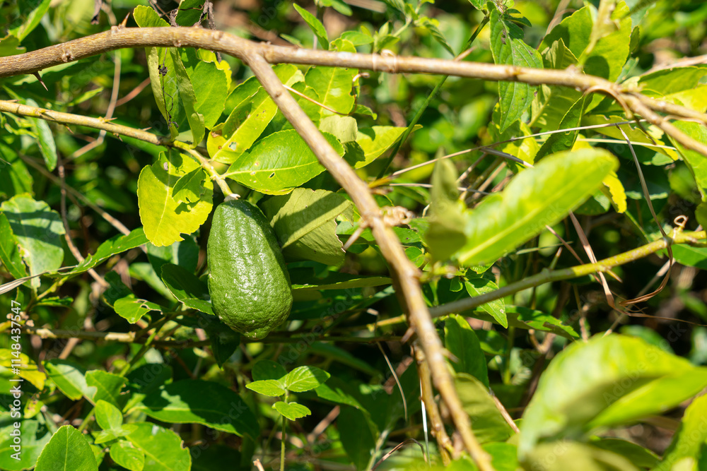 Obraz premium Young lemon fruit on a lemon tree.