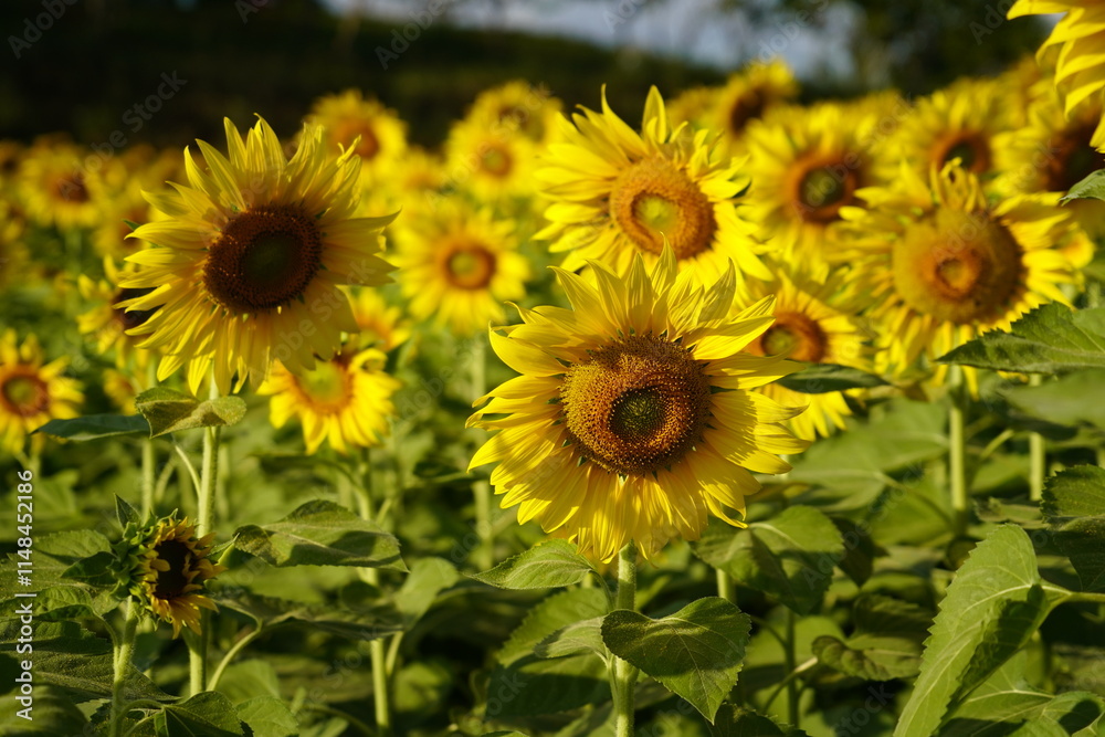 Fototapeta premium Sunflowers planted in the garden.