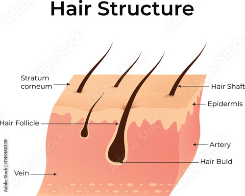 Hair Structure, Stratum Corneum, Hair Follicle, Vein, Artery, Hair Bild, Epidermis, Hair Shaft, Vector Illustration