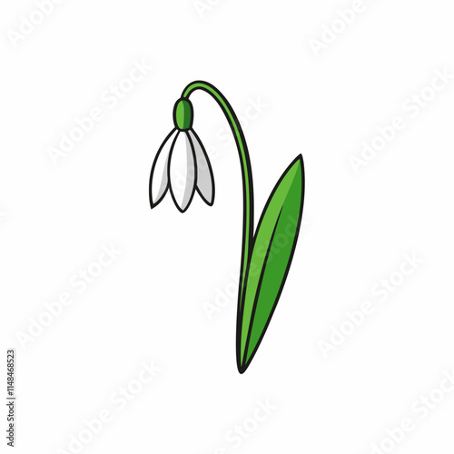 snowdrops isolated on white background