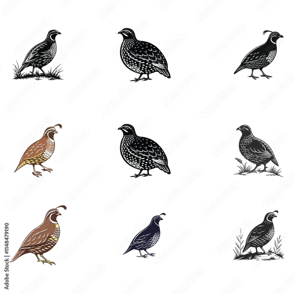 quail vector art and illutration 