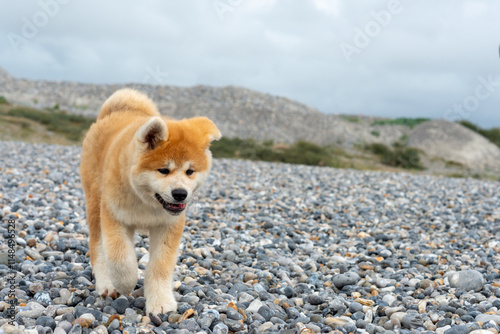Εκτύπωση καμβά Jeune chien akita, chien japonais, en liberté, dans une plage de galets, avec de