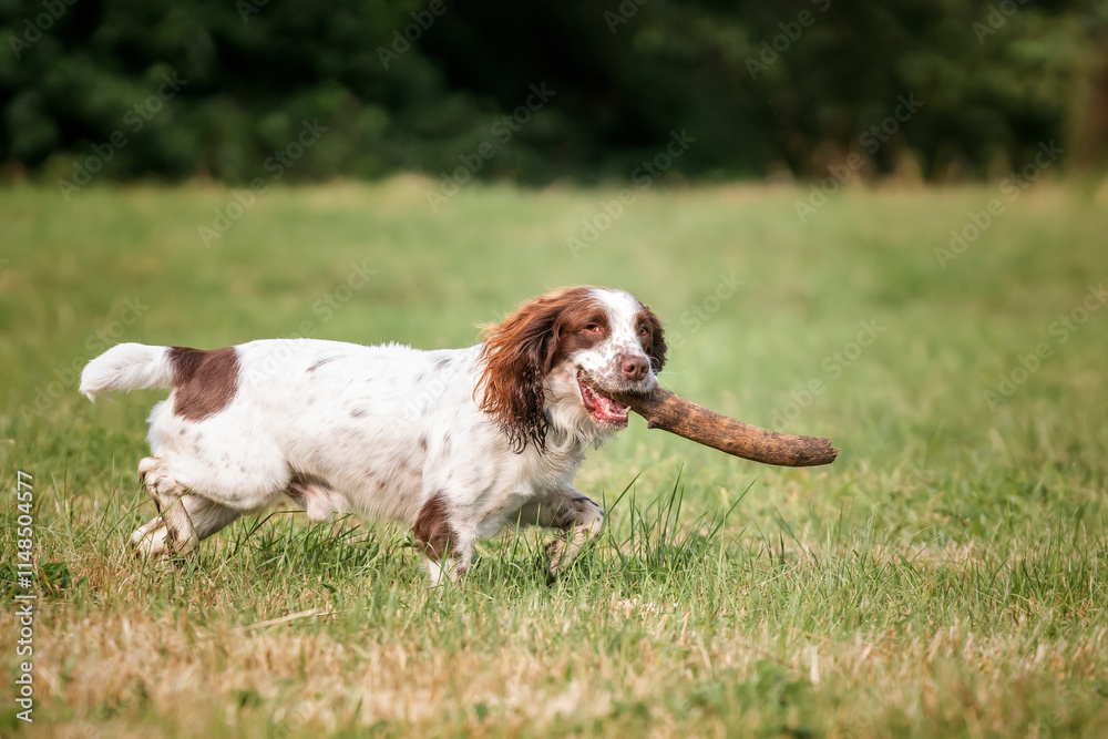 Springer Spaniel dog in a field in Bracknell