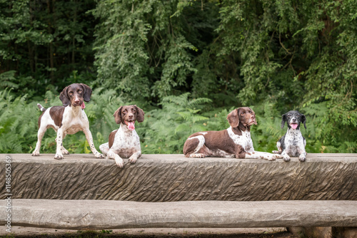 4 Springer Spaniels sitting on a wooden table in a field in Bracknell photo