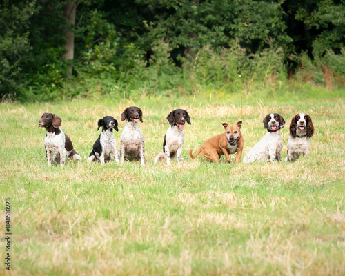 6 Springer Spaniels and a Staffordshire Bull Terrier dog in a field in Bracknell photo