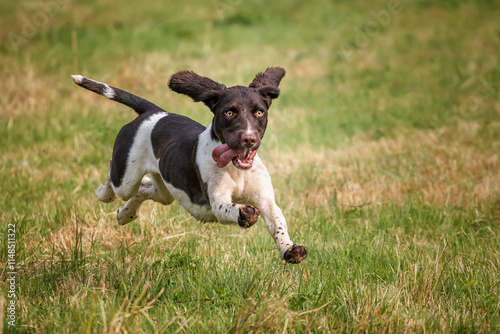 Springer Spaniel dog in a field in Bracknell flying in the air on a jump and run photo