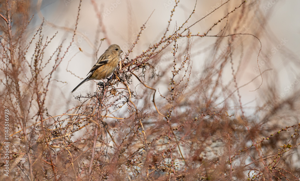 The common rosefinch (Carpodacus erythrinus) or scarlet rosefinch is the most widespread and common rosefinch of Asia and Europe.