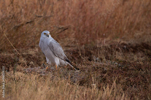 A Pallid harrier on the ground in a bhigwan wildlife santuary grasslands.  photo