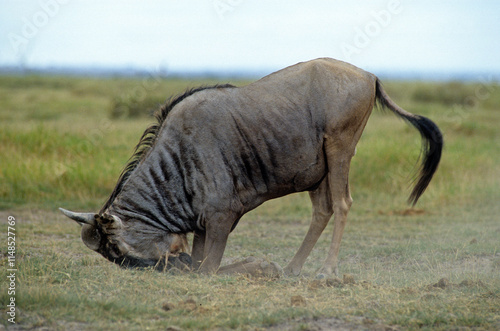 Gnou, Connochaetes taurinus, Réserve de Masai Mara, Kenya