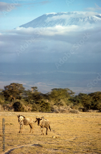 Gnou, Connochaetes taurinus, Mont Kilimandjaro, Parc national d'Amboseli, Kenya photo