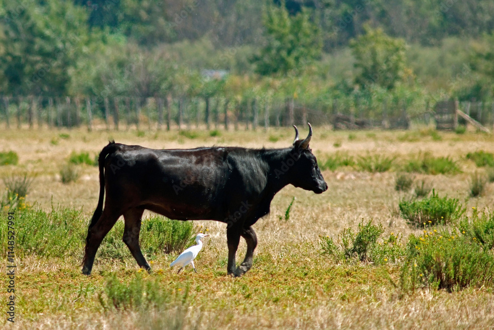 Fototapeta premium Taureau Camarguais, Héron garde boeufs, Bubulcus ibis, Western Cattle , Camargue