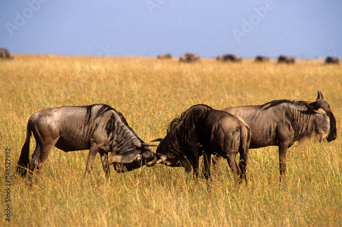 Gnou, Connochaetes taurinus, Réserve de Masai Mara, Kenya