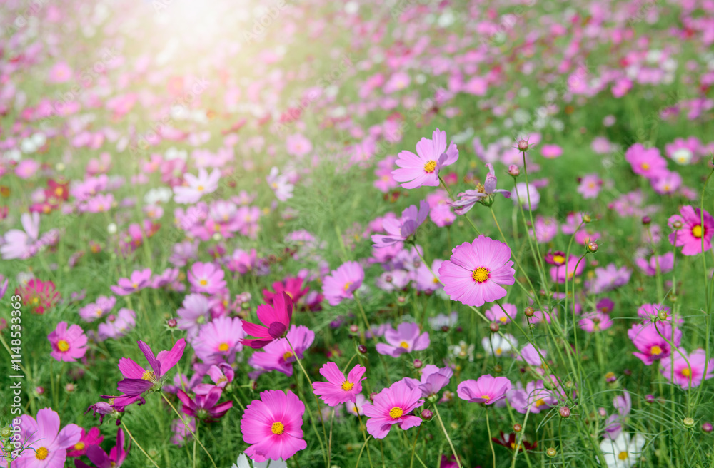 beautiful pink cosmos flowers in the farming area. flower field on winter season at Lop buri beautiful pink cosmos flowers in the farming area. flower field on winter season at Lop buri