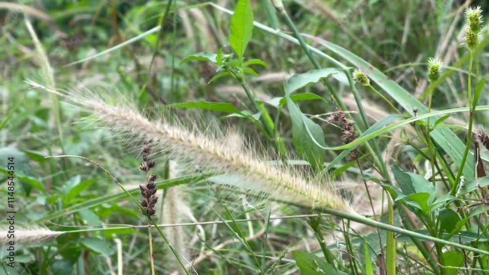 A close-up video of a grass spikelet, showcasing its feathery texture amidst lush green foliage in a natural setting.
A close-up video of a grass spikelet, showcasing its feathery texture amidst lush green foliage in a natural setting.