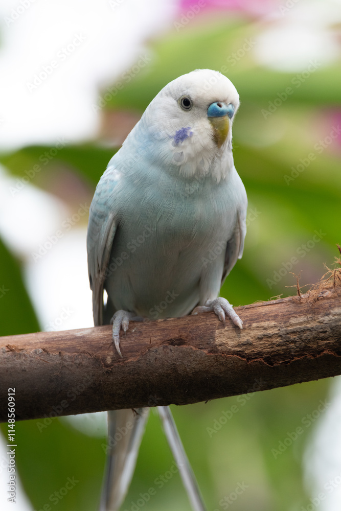The budgerigar (Melopsittacus undulatus), also known as the common parakeet, shell parakeet or budgie is a small, long-tailed, seed-eating parrot native to Australia