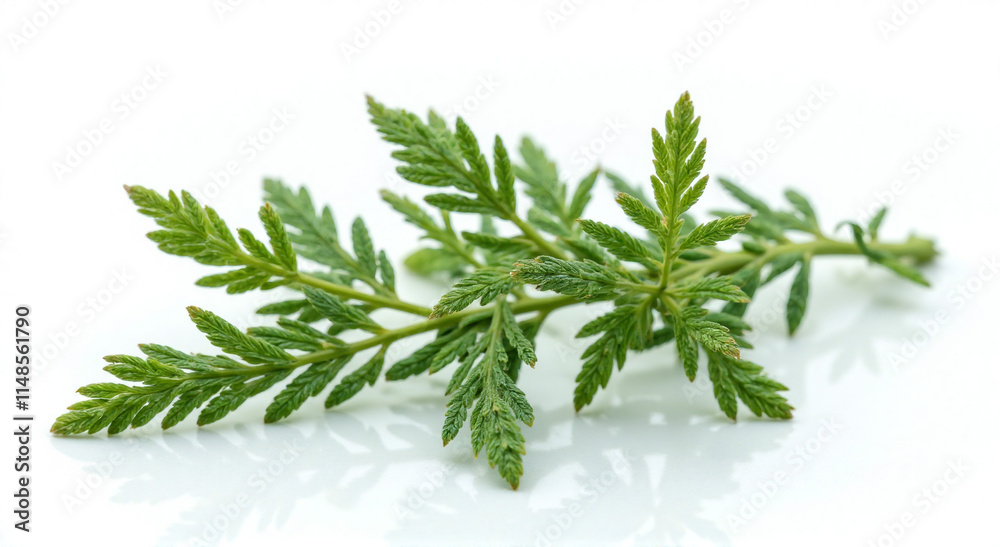 dill isolated on white background dill isolated on white background