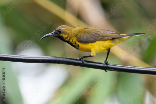 The olive-backed sunbird (Cinnyris jugularis ), also known as the yellow-bellied sunbird, is a species of sunbird found from Southern Asia to Australia. photo