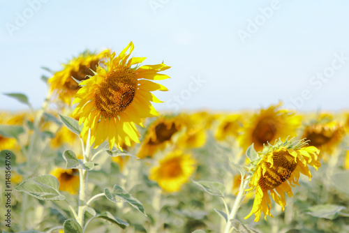 Sprawling sunflower field nearing harvest season, glowing under the warm sunlight. The vibrant yellow blooms stretch toward the sky, symbolizing abundance and the beauty of nature cycles photo