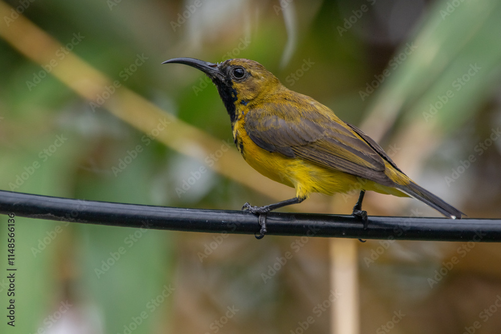Naklejka premium The olive-backed sunbird (Cinnyris jugularis ), also known as the yellow-bellied sunbird, is a species of sunbird found from Southern Asia to Australia.