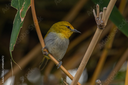 The yellow-ringed white-eye (Heleia wallacei) is a species of bird in the family Zosteropidae. It is found in the Lesser Sunda Islands photo