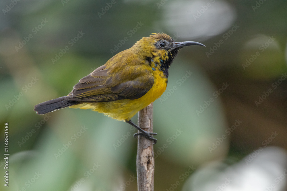 Fototapeta premium The olive-backed sunbird (Cinnyris jugularis ), also known as the yellow-bellied sunbird, is a species of sunbird found from Southern Asia to Australia.
