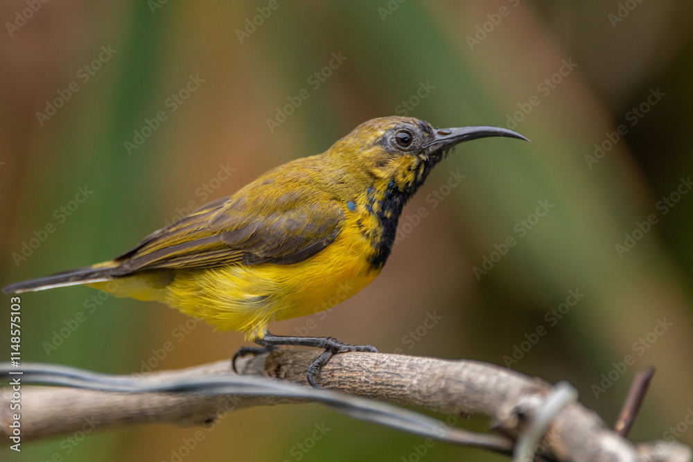 Fototapeta premium The olive-backed sunbird (Cinnyris jugularis ), also known as the yellow-bellied sunbird, is a species of sunbird found from Southern Asia to Australia.