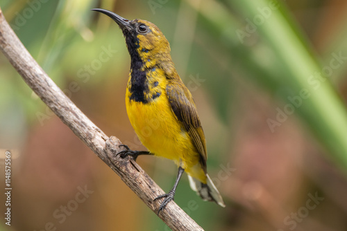 The olive-backed sunbird (Cinnyris jugularis ), also known as the yellow-bellied sunbird, is a species of sunbird found from Southern Asia to Australia. photo