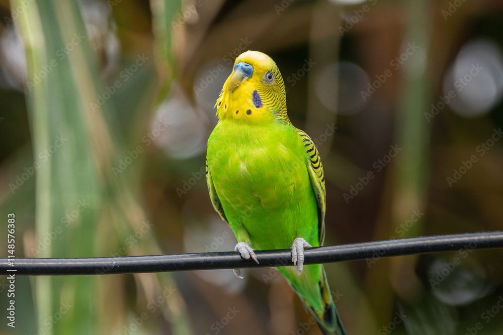 Fototapeta premium The budgerigar (Melopsittacus undulatus), also known as the common parakeet, shell parakeet or budgie is a small, long-tailed, seed-eating parrot native to Australia