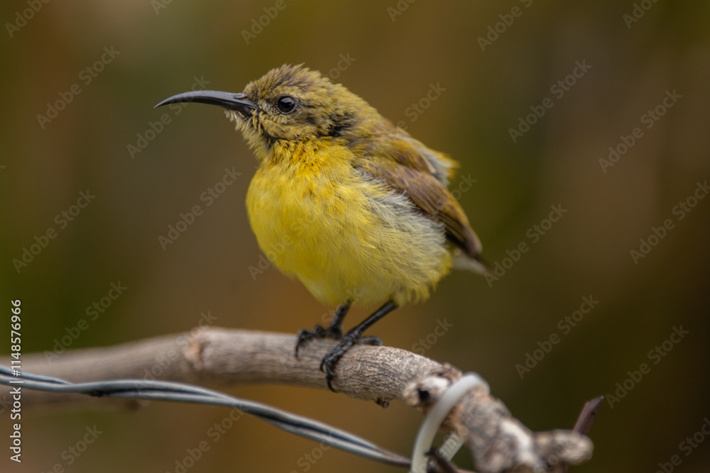 Fototapeta premium The olive-backed sunbird (Cinnyris jugularis ), also known as the yellow-bellied sunbird, is a species of sunbird found from Southern Asia to Australia.