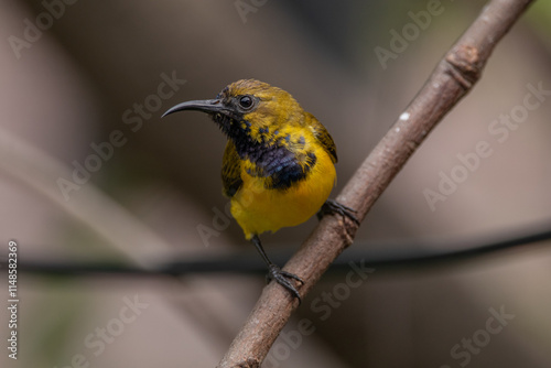 The olive-backed sunbird (Cinnyris jugularis ), also known as the yellow-bellied sunbird, is a species of sunbird found from Southern Asia to Australia. photo