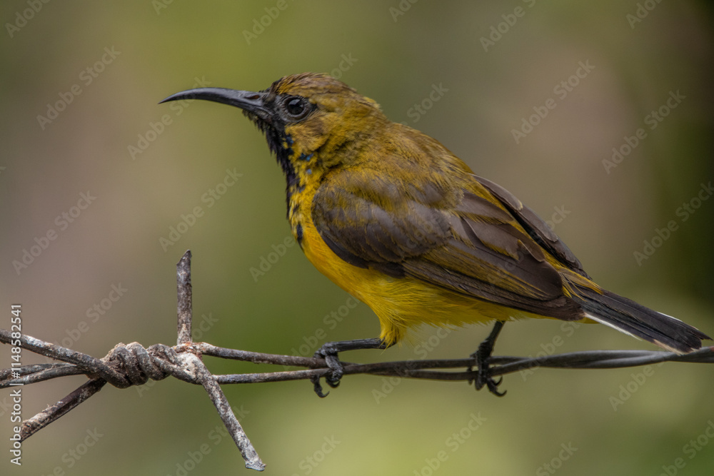 The olive-backed sunbird (Cinnyris jugularis ), also known as the yellow-bellied sunbird, is a species of sunbird found from Southern Asia to Australia. The olive-backed sunbird (Cinnyris jugularis ), also known as the yellow-bellied sunbird, is a species of sunbird found from Southern Asia to Australia.