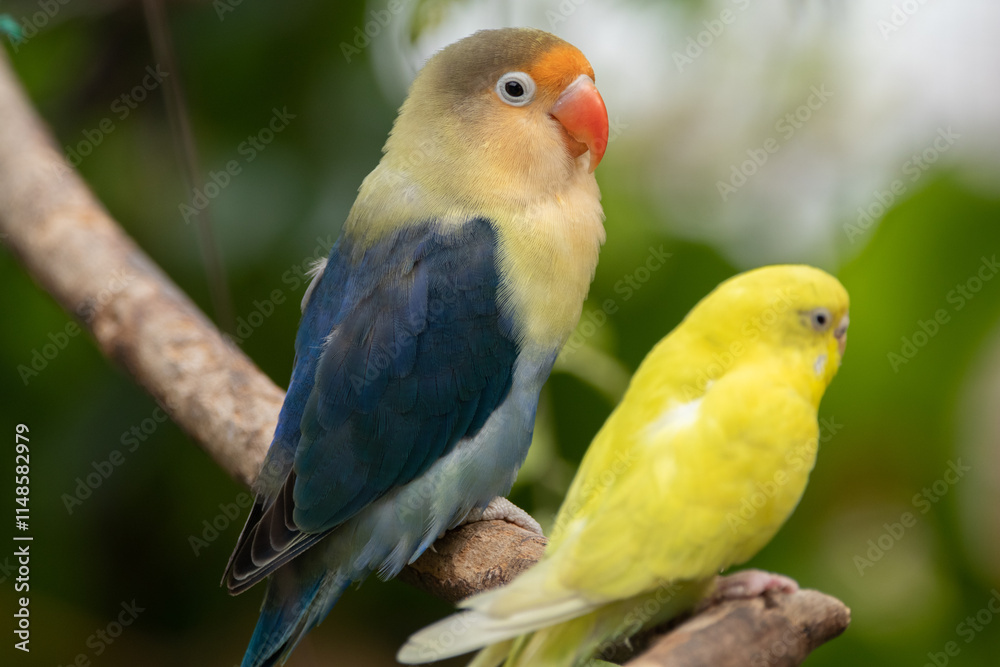 Obraz premium Fischer's lovebird (Agapornis fischeri) is a small parrot species of the genus Agapornis