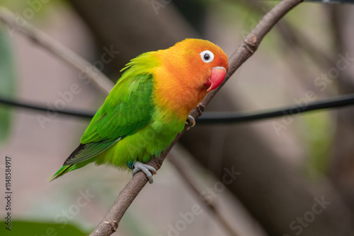 Fischer's lovebird (Agapornis fischeri) is a small parrot species of the genus Agapornis