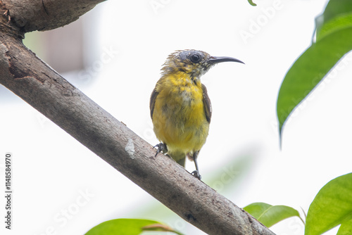 The olive-backed sunbird (Cinnyris jugularis ), also known as the yellow-bellied sunbird, is a species of sunbird found from Southern Asia to Australia. photo