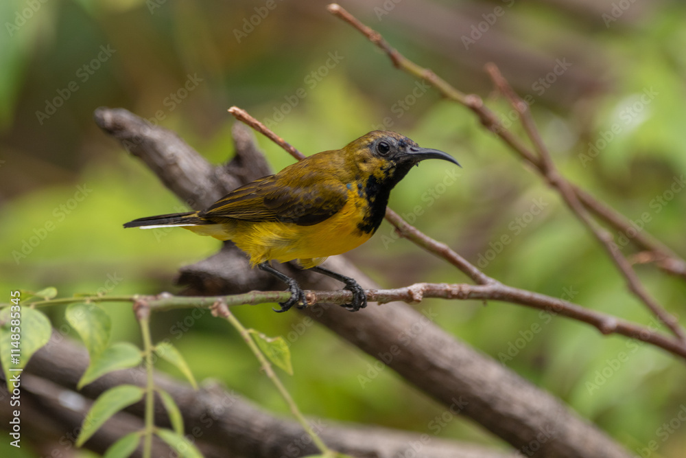 The olive-backed sunbird (Cinnyris jugularis ), also known as the yellow-bellied sunbird, is a species of sunbird found from Southern Asia to Australia. The olive-backed sunbird (Cinnyris jugularis ), also known as the yellow-bellied sunbird, is a species of sunbird found from Southern Asia to Australia.