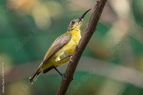 The olive-backed sunbird (Cinnyris jugularis ), also known as the yellow-bellied sunbird, is a species of sunbird found from Southern Asia to Australia. photo