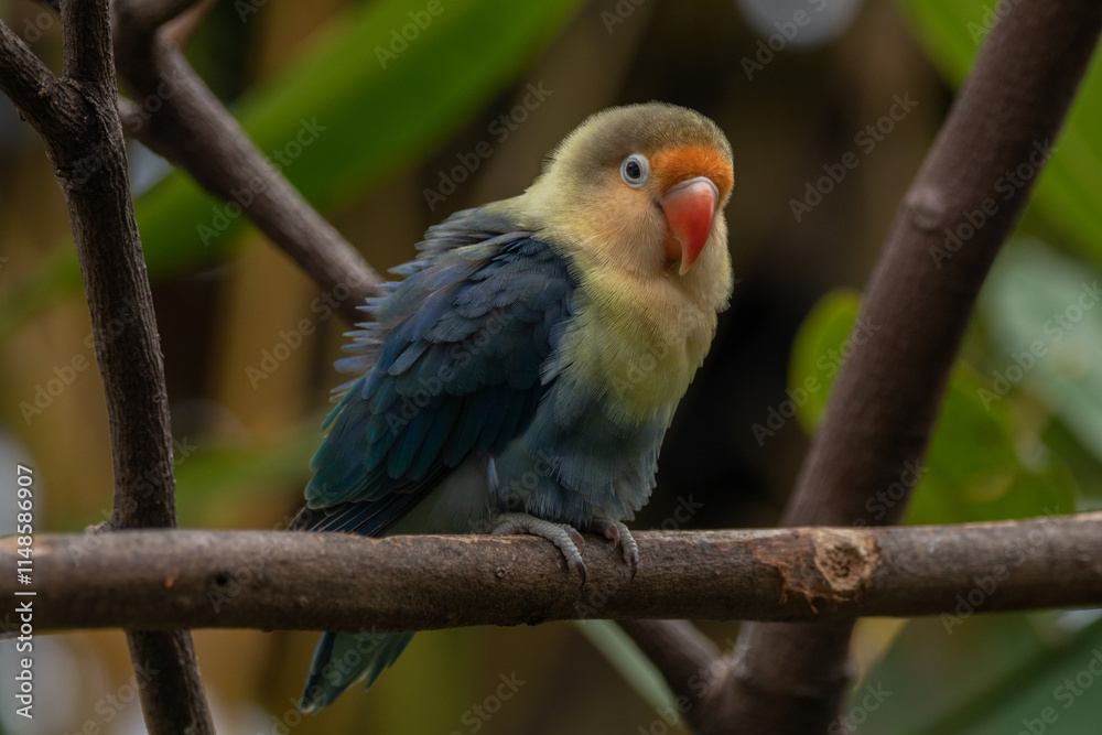 Obraz premium Fischer's lovebird (Agapornis fischeri) is a small parrot species of the genus Agapornis