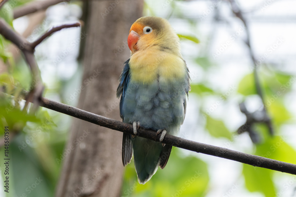 Obraz premium Fischer's lovebird (Agapornis fischeri) is a small parrot species of the genus Agapornis