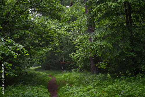 The path is a winding thin path in a dense flowering forest. Summer landscape. A walk in the forest for health. Ecologically clean forest air.
