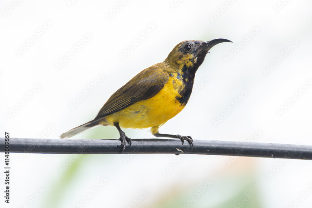 Obraz premium wild, nature, wildlife, bird, feather, sunbird, garden, cinnyris, birdwatching, perched, olive, animal, natural, yellow-bellied, forest, ornithology, color, branch, cinnyris jugularis, rainforest, env