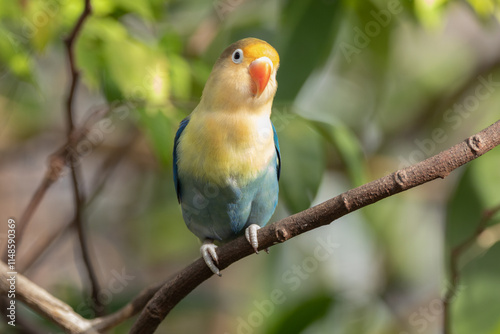 Fischer's lovebird (Agapornis fischeri) is a small parrot species of the genus Agapornis